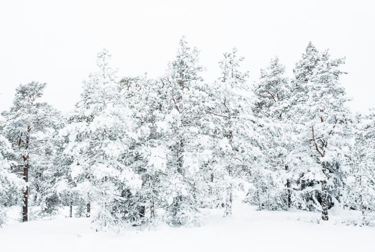 A wide shot of a dense forest covered in heavy, fresh white snow. The sky is bright and overcast, blending seamlessly with the snowy ground. Dark pine tree trunks are visible beneath the thick white layers of snow on the branches.