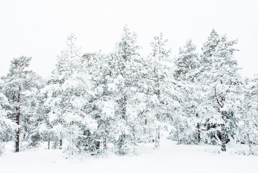 A wide shot of a dense forest covered in heavy, fresh white snow. The sky is bright and overcast, blending seamlessly with the snowy ground. Dark pine tree trunks are visible beneath the thick white layers of snow on the branches.