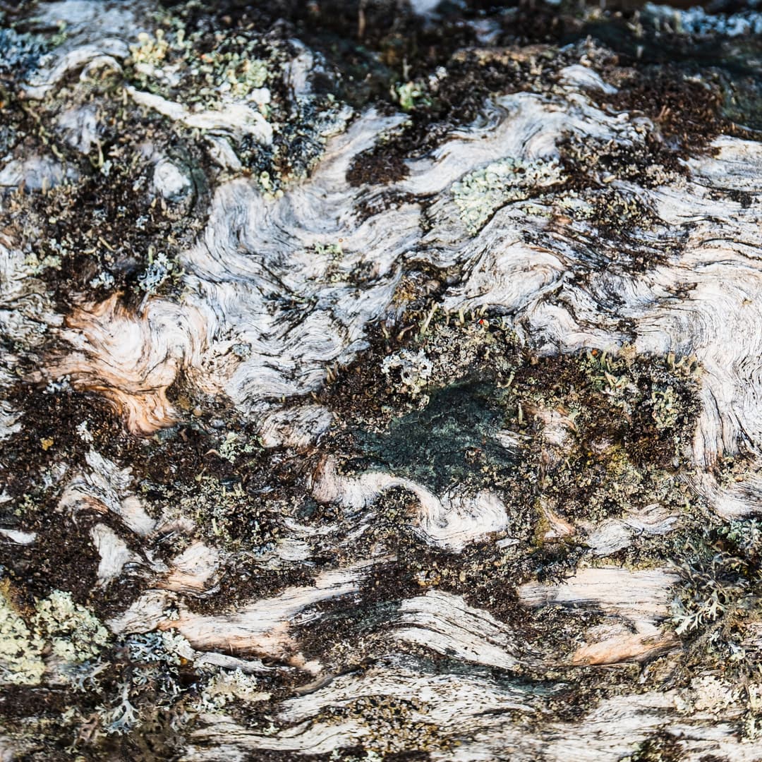 A close-up view of weathered tree bark, showing swirling, wood-grain patterns and textured ridges interspersed with patches of dark moss and grey lichen.