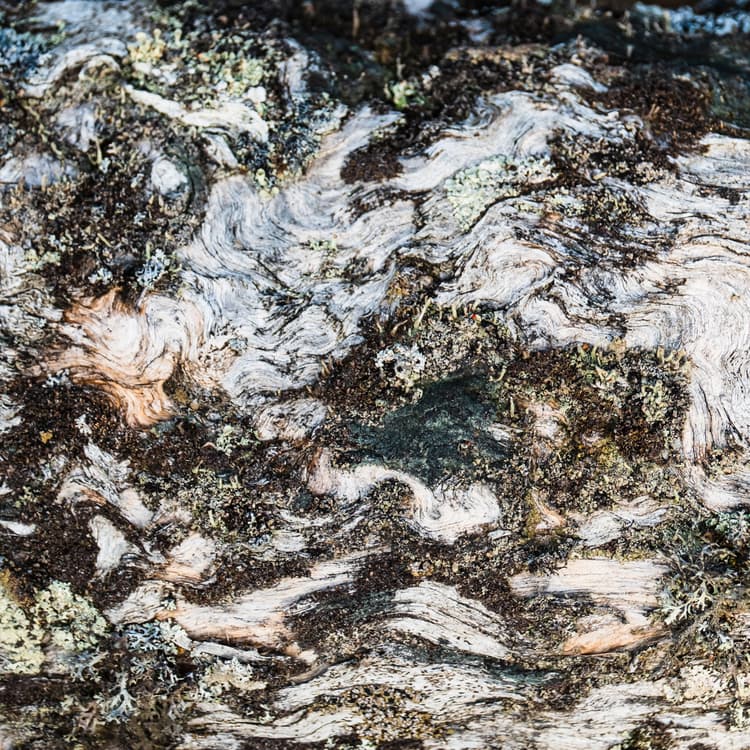 A close-up view of weathered tree bark, showing swirling, wood-grain patterns and textured ridges interspersed with patches of dark moss and grey lichen.
