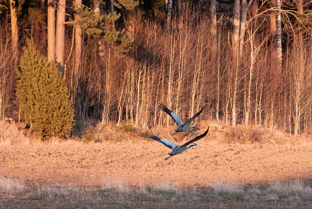 Two common cranes in flight, captured mid-air above a golden, dry field. The background consists of a dense forest of pine and deciduous trees illuminated by the warm, low-angle light of either sunrise or sunset. The cranes have grey bodies, black wingtips, and long necks stretched forward.