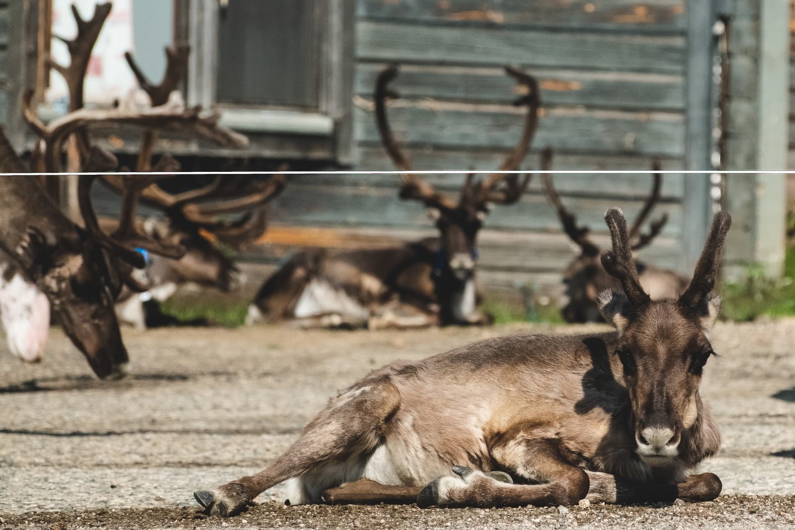 A group of reindeer resting on gravel in front of a rustic, weathered grey wooden building. In the foreground, one reindeer is lying down and looking directly at the camera. Other reindeer with large, intricate antlers are scattered in the mid-ground and background, some also lying down on the ground.