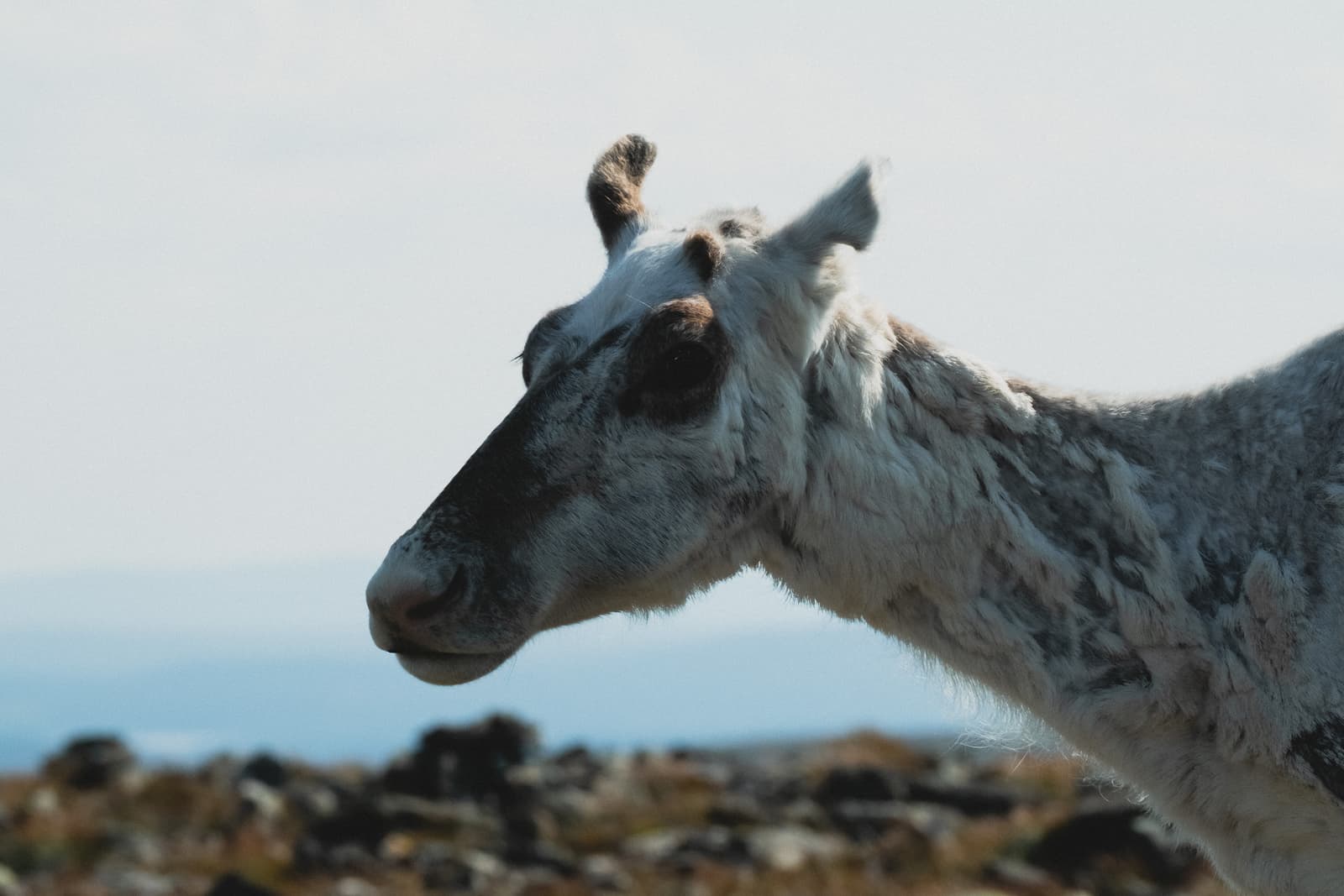 A close-up profile view of a white and grey reindeer standing against a blurred, rocky, mountainous landscape under a pale sky.