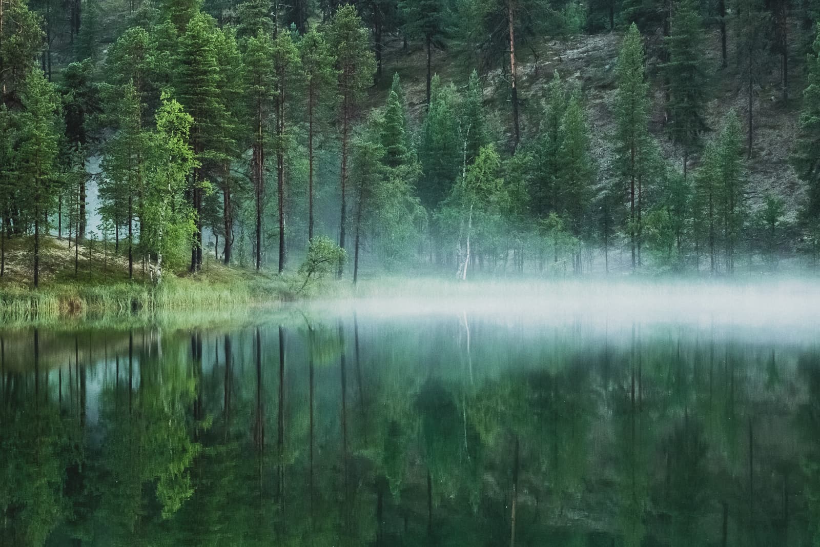 A calm, dark lake reflecting tall, slender pine trees along a forested shoreline. A low-hanging mist drifts across the surface of the water, partially obscuring the base of the trees and creating a soft, ethereal atmosphere. The scene is dominated by deep greens and muted earthy tones.
