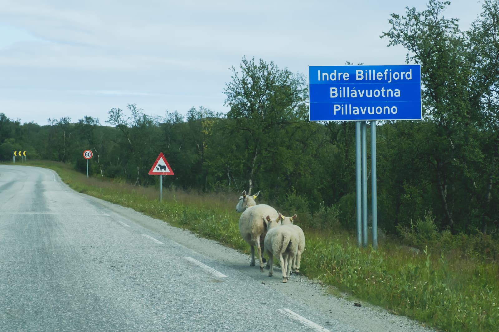 A wide outdoor shot of a rural road in the Arctic region. Three sheep stand on the right shoulder of the grey asphalt road. Above them is a blue road sign with the text Indre Billefjord, Billávuotna, and Pillavuono, and a nearby red-and-white warning sign depicting a cow and a sheep. The background consists of sparse green trees and a cloudy sky.