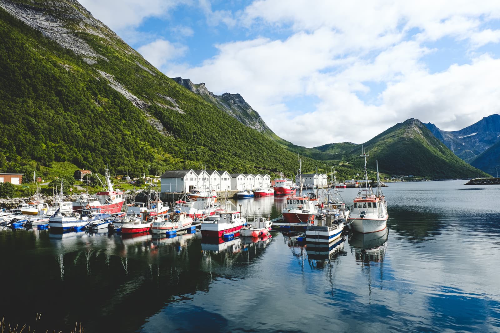 A wide angle shot of a small boat harbor in a Norwegian fjord. Numerous small fishing boats in red, white and blue are docked at a wooden pier in front of a row of white warehouse buildings. The harbor is backed by steep green mountains under a bright blue sky with scattered clouds.