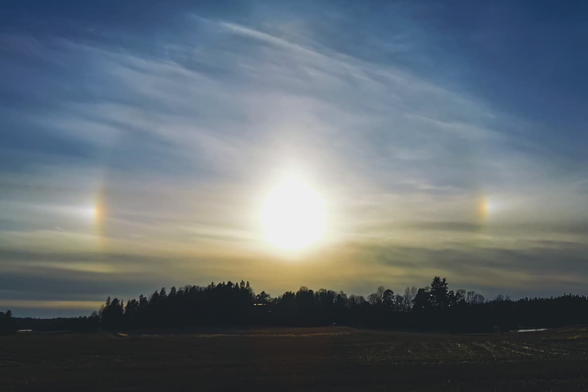A wide shot of a sunset sky featuring a prominent sun dog phenomenon, with two bright, rainbow-hued patches of light appearing on either side of a glowing sun. The horizon is silhouetted by dark, dense pine trees and an open field in the foreground, with wispy clouds stretching across the blue sky.